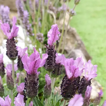 Vakantiehuis La Casa *